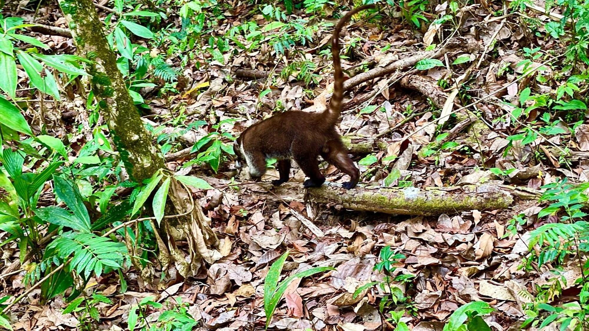 Casa Paraiso Tropical Parrita Eksteriør bilde